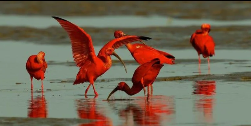 Trinidad and Tobago