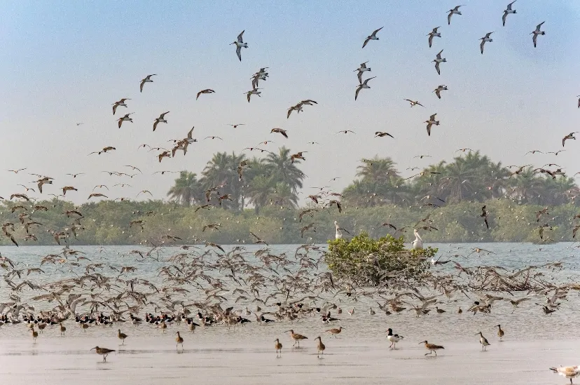 Guinea-Bissau